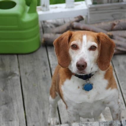 Cooper on a Summer Day - Veggiebalance.com