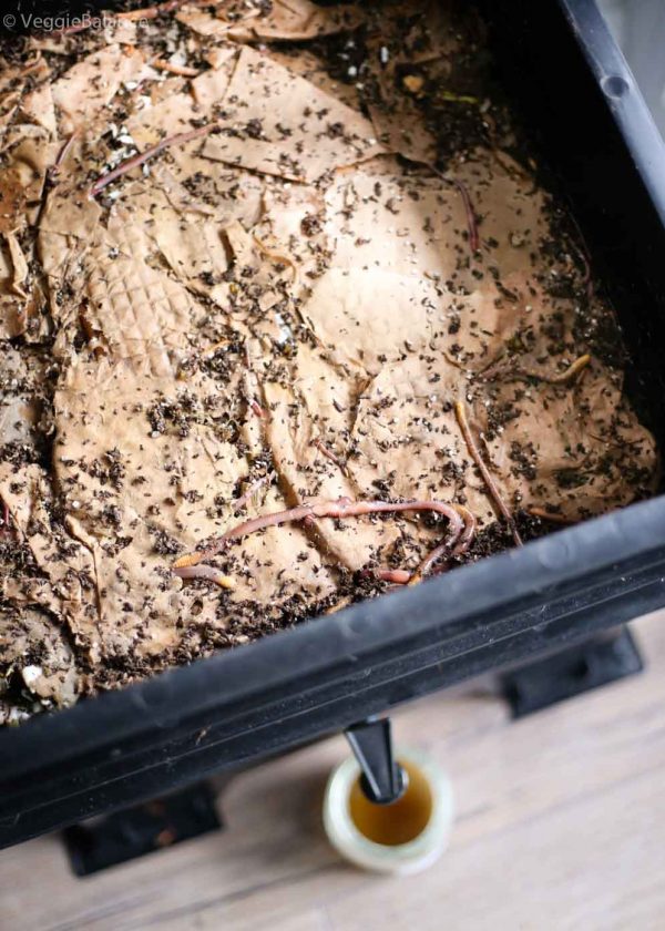 What is the Best Indoor Composting for small spaces2